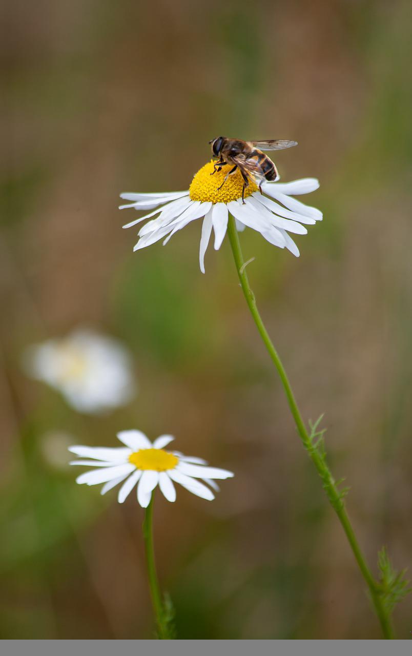 chamomile, bee, pollination-5349641.jpg